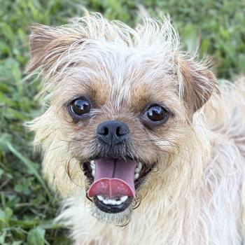 Gretchen -  Terrier Dog for Adoption in Jefferson, Wisconsin - Gretchen | PetCurious