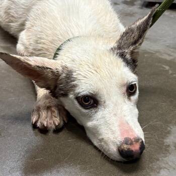 Rosa -  Husky and Mixed Breed Dog for Adoption in Yuma, Arizona - Rosa | PetCurious