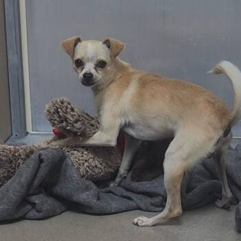 Rescue Chihuahua Dogs for Adoption in Redwood Valley, California - Mynx | PetCurious