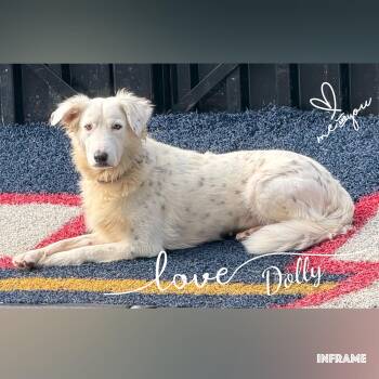 Dolly -  Retriever Dog for Adoption in Fredericksburg, Virginia - Dolly | PetCurious