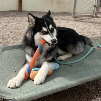 Loki -  Klee Kai Dog for Adoption in Hurricane, Utah - Loki | PetCurious