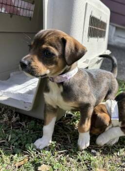 Jack Russell Terrier Dogs Available for Adoption - Meerkat  | PetCurious