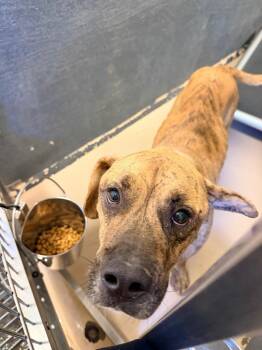 Monte -  Terrier Dog for Adoption in Mineral, Virginia - Monte | PetCurious