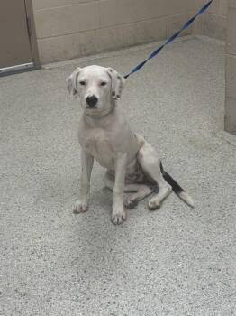 REGINA -  Pit Bull Terrier and Mixed Breed Dog for Adoption in Conroe, Texas - REGINA | PetCurious