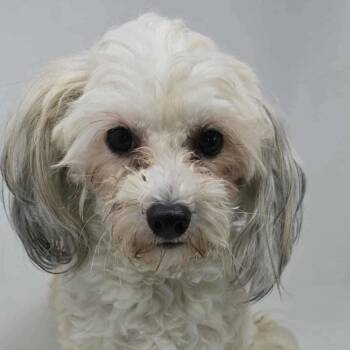 FOSTER NEEDED - Key Lime Powder Puff -  Havanese Dog for Adoption - FOSTER NEEDED - Key Lime Powder Puff | PetCurious