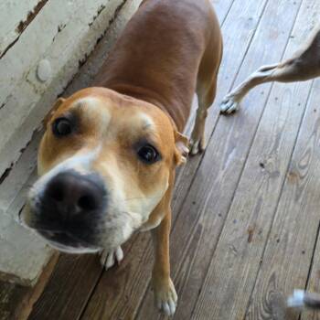 Brownie (Courtesy Listing) -  Pit Bull Terrier Dog for Adoption in Williamsburg, Iowa - Brownie (Courtesy Listing) | PetCurious