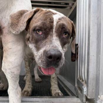 Ruffy -  Pit Bull Terrier and Mixed Breed Dog for Adoption in Edinburg, Texas - Ruffy | PetCurious