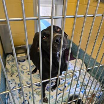 Indie -  Mixed Breed Dog for Adoption - Indie | PetCurious