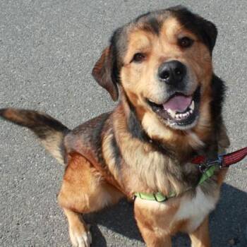 Mixed Breed Dogs Available for Adoption - Brown Bear | PetCurious