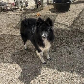 Oreo -  Mixed Breed Dog for Adoption in Montague, Massachusetts - Oreo | PetCurious