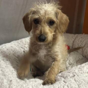 Terrier and Poodle Dogs Available for Adoption in Richmond, California - KIRA | PetCurious