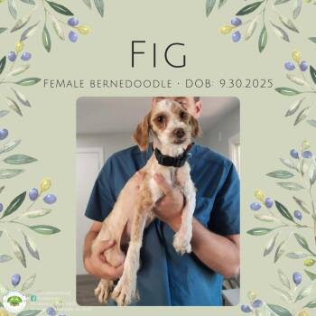 Fig -  Bernese Mountain Dog and Poodle Dog for Adoption in Pottstown, Pennsylvania - Fig | PetCurious