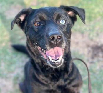 TESSA -  Labrador Retriever and Mixed Breed Dog for Adoption in Tustin, California - TESSA | PetCurious