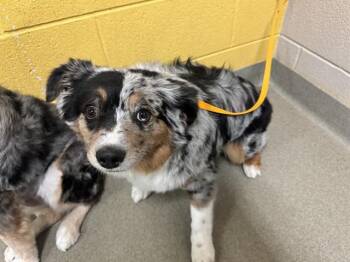 Australian Shepherd Dogs Available for Adoption in Colorado Springs, Colorado - TRINITY | PetCurious