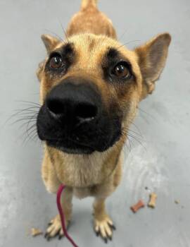 Yabba Doo -  Shepherd Dog for Adoption in Hartsville, South Carolina - Yabba Doo | PetCurious