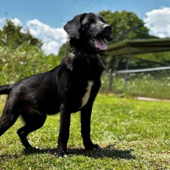 River -  German Shepherd Dog and Black Labrador Retriever Dog for Adoption in Clarksville, Tennessee - River | PetCurious