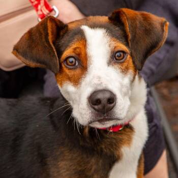 Hound and Terrier Dogs Available for Adoption - Bimbi | PetCurious