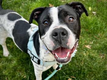 Mixed Breed Dogs Available for Adoption - COW GIRL | PetCurious