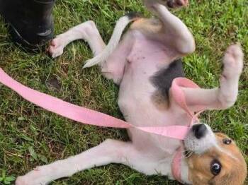 Pluto -  Beagle Dog for Adoption in Brewster, New York - Pluto | PetCurious