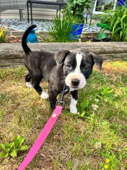 Daphne -  Labrador Retriever Dog for Adoption in Berlin, New Jersey - Daphne | PetCurious