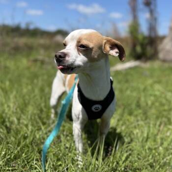 Chihuahua Dogs Available for Adoption in Alafaya, Florida - Eddie | PetCurious