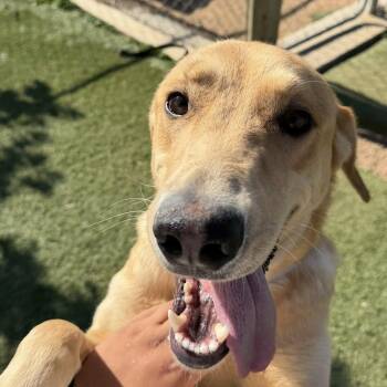 Golden Retriever and Shepherd Dogs Available for Adoption in Agua Dulce, California - Sunshine | PetCurious