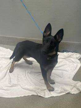 SCOTTI -  German Shepherd Dog Dog for Adoption in Las Vegas, Nevada - SCOTTI | PetCurious