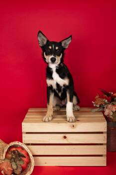 Rescue Husky and German Shepherd Dog Dogs for Adoption in Brighton, Colorado - #969-25 | PetCurious