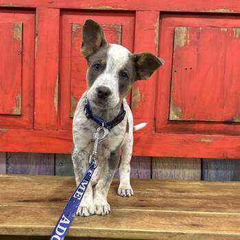 Australian Cattle Dog Blue Heeler and Mixed Breed Dogs Available for Adoption in Midland, Texas - FWT Axle | PetCurious