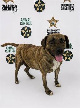 American Bulldog and Mixed Breed Dogs Available for Adoption in Winter Haven, Florida - DUKE | PetCurious