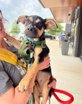 German Shepherd Dog Dogs Available for Adoption in Pflugerville, Texas - Linden | PetCurious