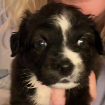 Willow -  Australian Shepherd and Mixed Breed Dog for Adoption in Evensville, Tennessee - Willow | PetCurious