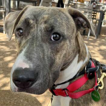 Rescue Labrador Retriever Dogs for Adoption in Roswell, Georgia - Luther | PetCurious