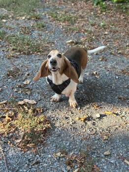Rescue Basset Hound Dogs for Adoption in Fort Washington, Maryland - Colt | PetCurious
