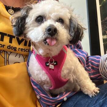 Shih Tzu Dogs Available for Adoption - Sylvie 13789 | PetCurious