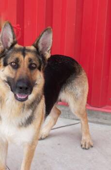 German Shepherd Dog Dogs Available for Adoption - BARBIE | PetCurious