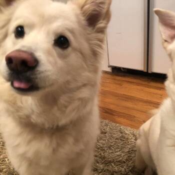 Rescue Mixed Breed Dogs for Adoption in Rossville, Georgia - Sammi & Delilah | PetCurious