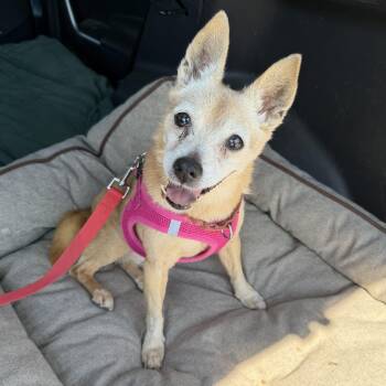 FiFi -  Chihuahua Dog for Adoption in Pelham, New Hampshire - FiFi | PetCurious