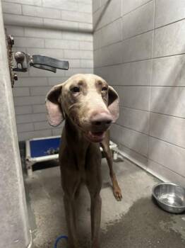 Doberman Pinscher Dogs Available for Adoption - RUFUS | PetCurious