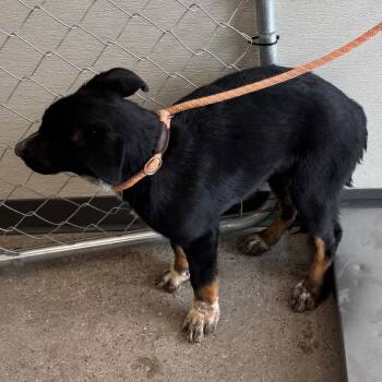 Mixed Breed Dogs Available for Adoption in Las Cruces, New Mexico - Lassie | PetCurious