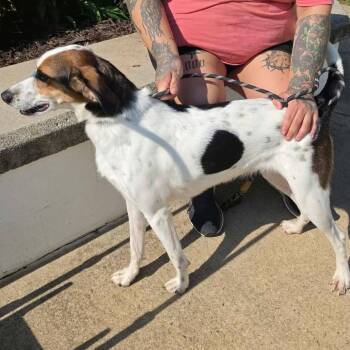 Tootie -  Hound and Mixed Breed Dog for Adoption in Martinsville, Virginia - Tootie | PetCurious