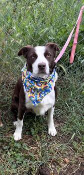 Border Collie Dogs Available for Adoption in Woodland, California - Comfort | PetCurious
