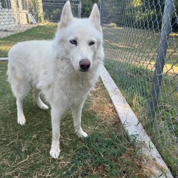 Snow -  Husky Dog for Adoption in Tulsa, Oklahoma - Snow | PetCurious