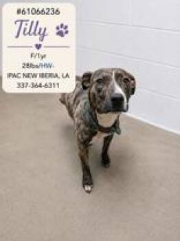 Tilly -  Pit Bull Terrier Dog for Adoption in New Iberia, Louisiana - Tilly | PetCurious