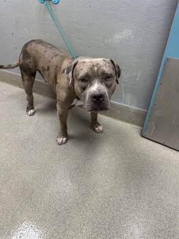 MURRAY -  American Bulldog Dog for Adoption in Las Vegas, Nevada - MURRAY | PetCurious