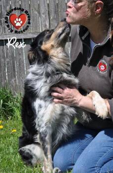 Cattle Dog and Border Collie Dogs Available for Adoption in Joliet, Illinois - Rex | PetCurious