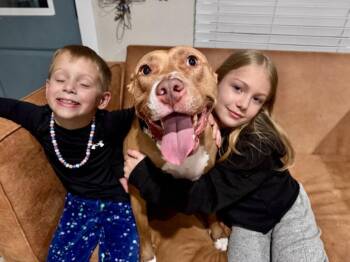 Blinky Baby loves the babies and belly rubs -  Pit Bull Terrier Dog for Adoption in Friendswood, Texas - Blinky Baby Loves The Babies And Belly Rubs | PetCurious
