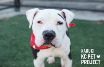 Kabuki -  Pit Bull Terrier and Mixed Breed Dog for Adoption in Kansas City, Missouri - Kabuki | PetCurious