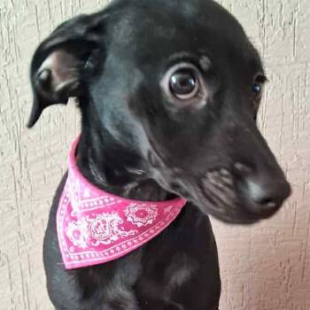 Rescue Chihuahua and Dachshund Dogs for Adoption in San Diego, California - Mia | PetCurious