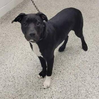 Mixed Breed Dogs Available for Adoption in Kansas City, Missouri - Natalia | PetCurious